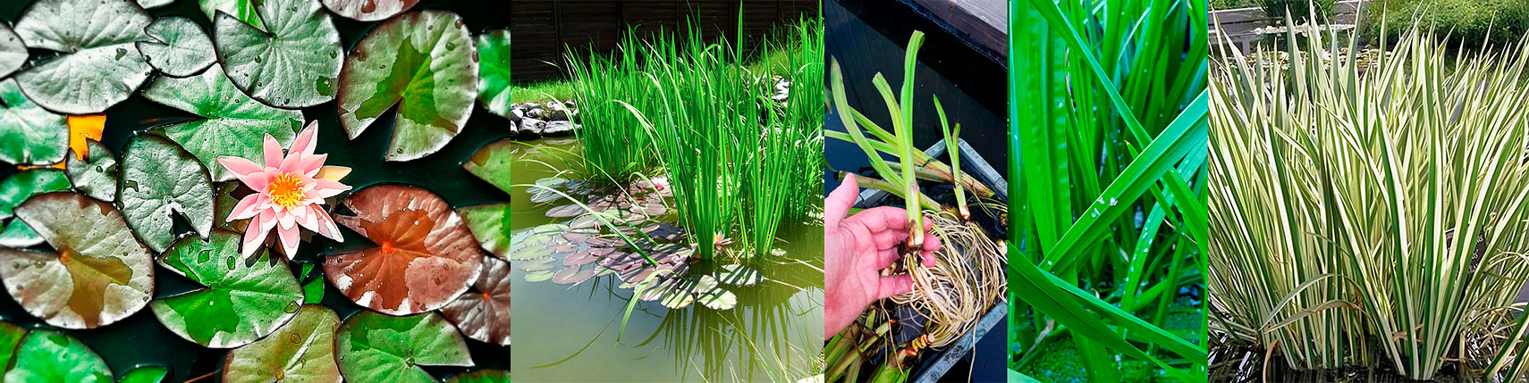 растения для водоёма