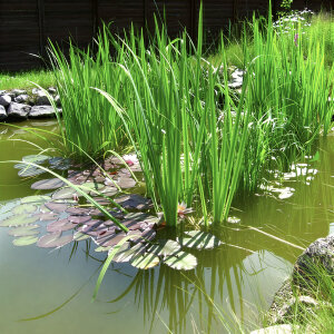 Аир обыкновенный (10саженцев)