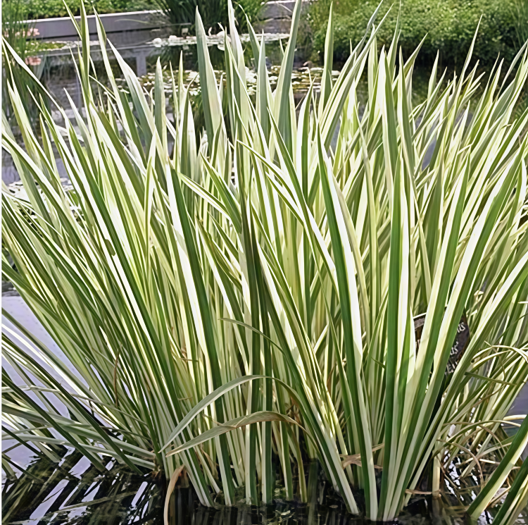 Аир Сибирский (5 саженцев)