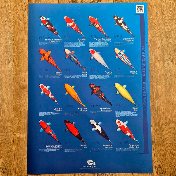 Плакат с основными видами карпа кои А2