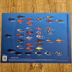 Плакат с селекцией карпа кои А2